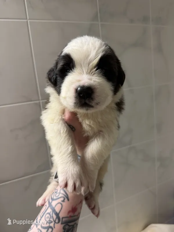 Girl 4  – Saint Bernard puppy for sale in Wheeling, WV