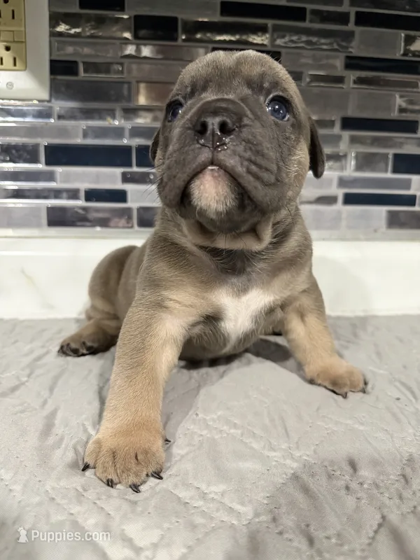 Sable male  – English Bulldog puppy for sale in Wheeling, WV