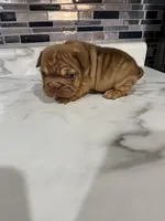 Tiny , a female French Bulldog for sale in Cambridge, OH – 2 of 6
