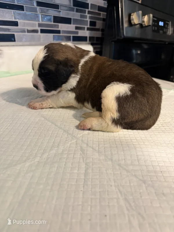 Girl 1  – Saint Bernard puppy for sale in Wheeling, WV