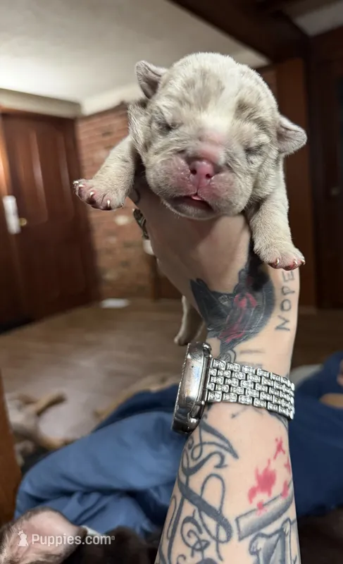 Lilac Merle female  – English Bulldog puppy for sale in Cambridge, OH