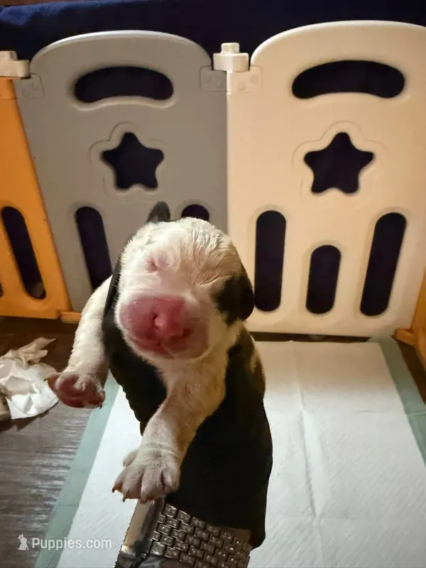 Boy 4 – Saint Bernard puppy for sale in Wheeling, WV