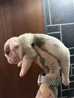 Lilac Merle male, a male English Bulldog for sale in Wheeling, WV – 6 of 8