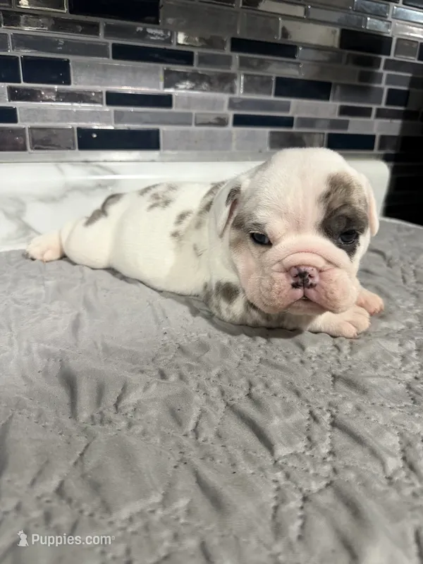 Lilac Merle male – English Bulldog puppy for sale in Wheeling, WV