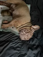 Nugget, a female French Bulldog for sale in Cambridge, OH – 6 of 6