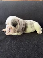 Lilac Merle male, a male English Bulldog for sale in Claysville, PA – 3 of 4