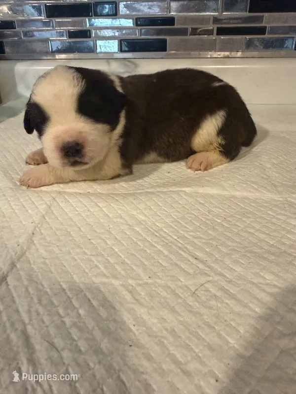 Girl 4  – Saint Bernard puppy for sale in Wheeling, WV
