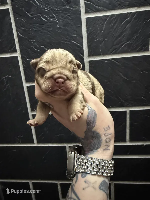 Chocolate Merle Girl – English Bulldog puppy for sale in Cambridge, OH