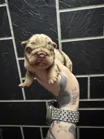 Chocolate Merle Girl, a female English Bulldog for sale in Cambridge, OH – 1 of 2