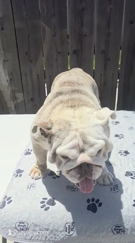 Rosie – English Bulldog puppy for sale in Cambridge, OH