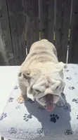 Rosie, a female English Bulldog for sale in Cambridge, OH – 1 of 5
