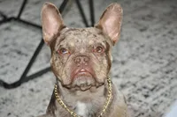 Hammer, a male French Bulldog for sale in Wheeling, WV – 2 of 2