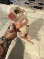 Blue Merle male, a male English Bulldog for sale in Wheeling, WV – 3 of 5