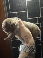 Lilac full suit female , a female English Bulldog for sale in Wheeling, WV – Photo 1 of 4