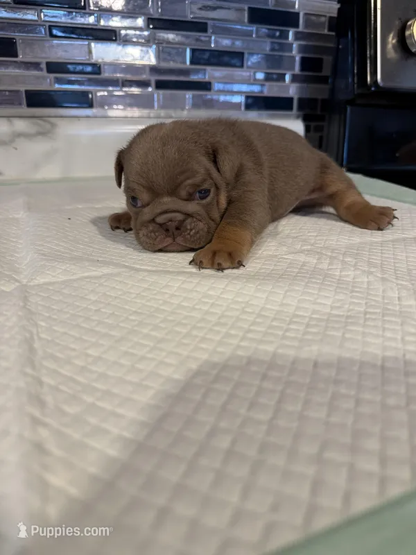 Lilac full suit female  – English Bulldog puppy for sale in Wheeling, WV