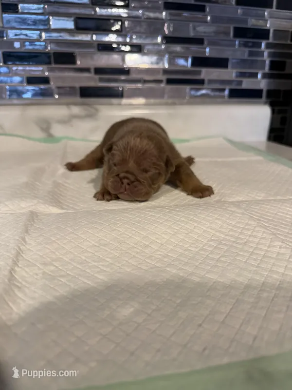 Lilac full suit female 