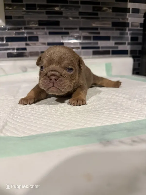 Lilac full suit female  – English Bulldog puppy for sale in Wheeling, WV