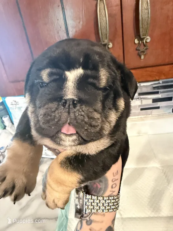 Oreo – English Bulldog puppy for sale in Wheeling, WV