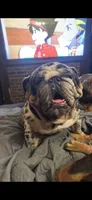 Oreo, a male English Bulldog for sale in Wheeling, WV – Photo 4 of 5