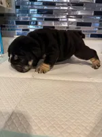 Oreo, a male English Bulldog for sale in Wheeling, WV – Photo 3 of 5