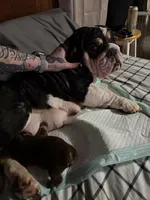 Oreo, a male English Bulldog for sale in Wheeling, WV – Photo 5 of 5