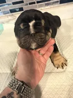Oreo, a male English Bulldog for sale in Wheeling, WV – Photo 2 of 5