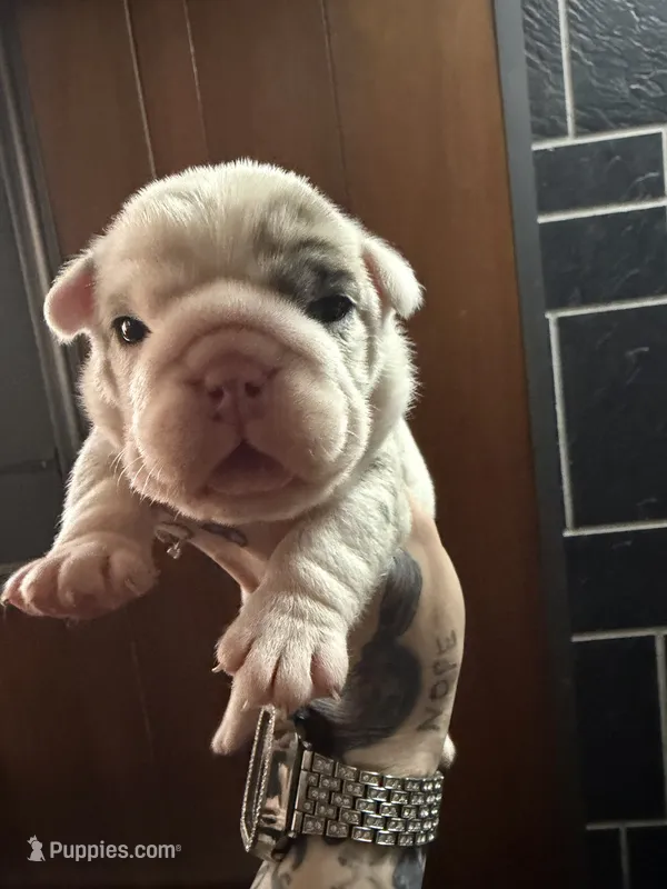 Blue Merle male – English Bulldog puppy for sale in Wheeling, WV