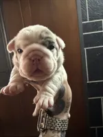 Lilac Merle male, a male English Bulldog for sale in Wheeling, WV – 5 of 8