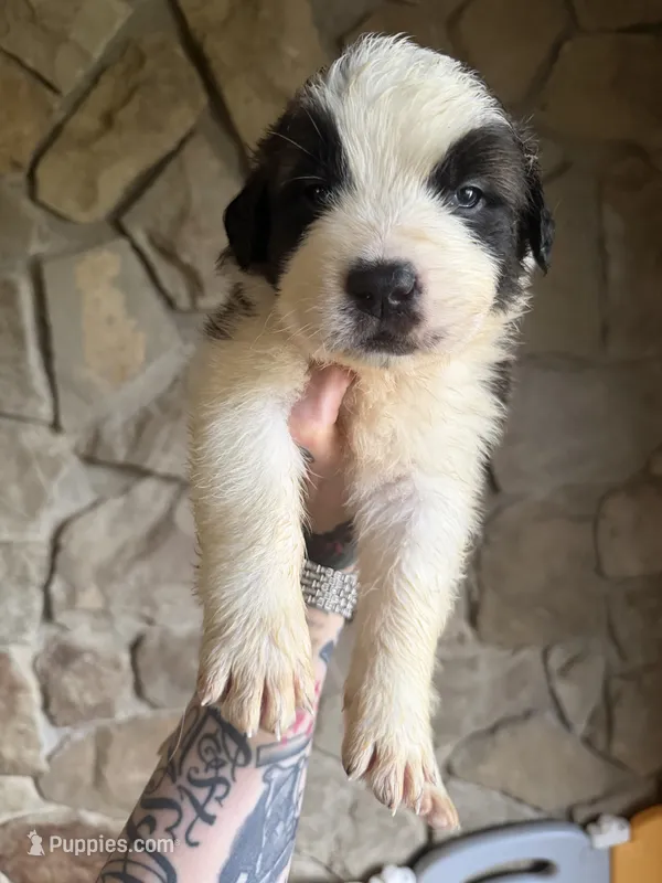 Girl 4  – Saint Bernard puppy for sale in Wheeling, WV