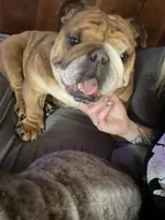 Sunny, a female English Bulldog for sale in Wheeling, WV – 3 of 3