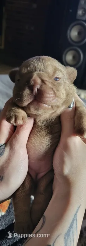 Nugget – French Bulldog puppy for sale in Cambridge, OH