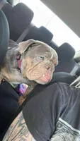 Reen, a female English Bulldog for sale in Wheeling, WV – 3 of 3