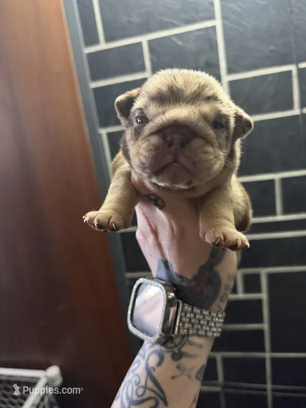 Chocolate Merle Girl – English Bulldog puppy for sale in Cambridge, OH