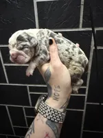 Raspberry, a female English Bulldog for sale in Cambridge, OH – 2 of 2