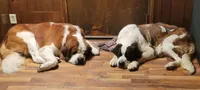 Boy 2 , a male Saint Bernard for sale in Wheeling, WV – 4 of 5