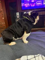 Talli , a female English Bulldog for sale in Cambridge, OH – 2 of 2