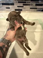 Blue fawn male, a male English Bulldog for sale in Wheeling, WV – 3 of 5