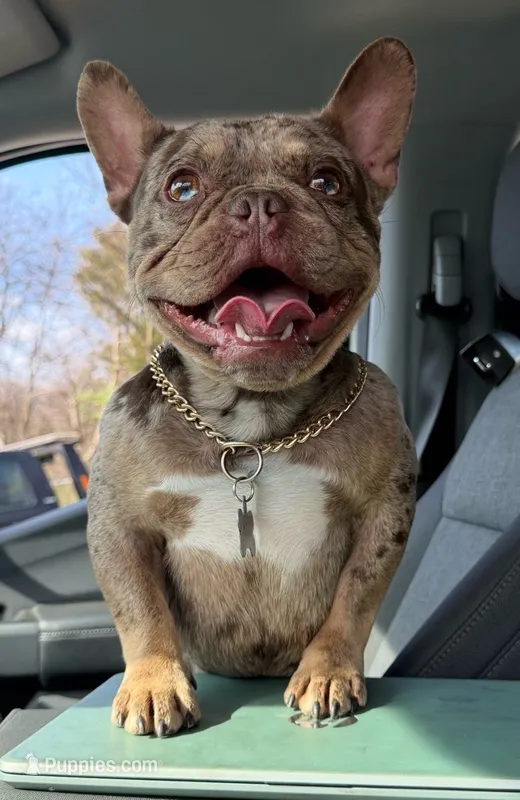 Hammer – French Bulldog puppy for sale in Wheeling, WV