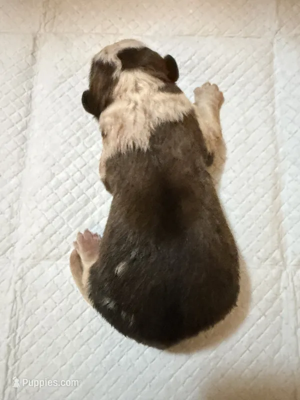 Boy 2  – Saint Bernard puppy for sale in Wheeling, WV