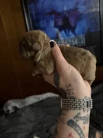 Nugget, a female French Bulldog for sale in Cambridge, OH – 2 of 6