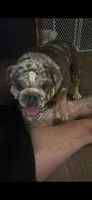 Beluga , a female English Bulldog for sale in Wheeling, WV – Photo 3 of 3