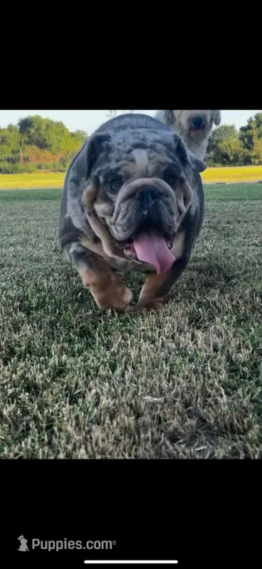Beluga  – English Bulldog puppy for sale in Wheeling, WV