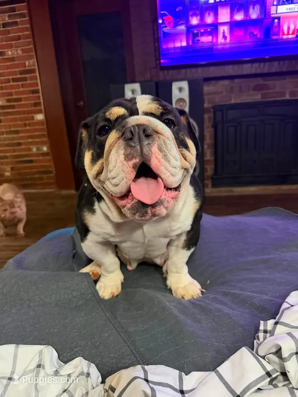 Talli  – English Bulldog puppy for sale in Cambridge, OH