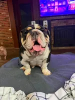 Talli , a female English Bulldog for sale in Cambridge, OH – 1 of 2