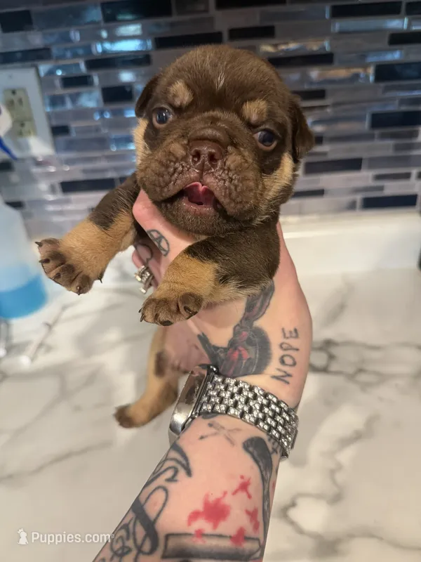 Chocolate boy  – English Bulldog puppy for sale in Wheeling, WV