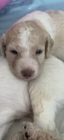 Double-doodle puppy # 1, a male Double Doodle for sale in Jacksonville, FL – 1 of 1