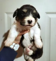 Andy fluffy, a male Pembroke Welsh Corgi for sale in Bruneau, ID – Photo 2 of 4