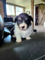 Andy fluffy, a male Pembroke Welsh Corgi for sale in Bruneau, ID – Photo 1 of 4