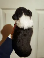 Andy fluffy, a male Pembroke Welsh Corgi for sale in Bruneau, ID – Photo 3 of 4