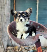 Pookie fluffy, a female Pembroke Welsh Corgi for sale in Bruneau, ID – Photo 1 of 4